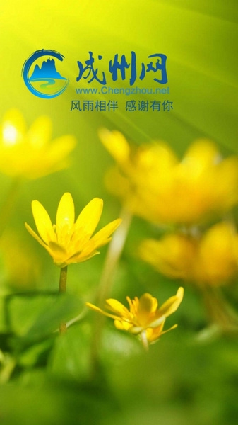 成州网手机客户端app图片